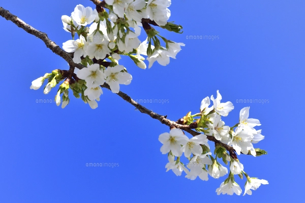 サクラ（バラ科サクラ亜科サクラ属の落葉広葉樹）の花と枝とつぼみと空