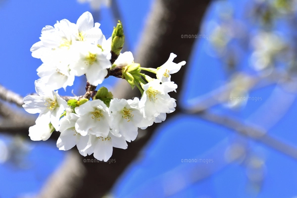 サクラ（バラ科サクラ亜科サクラ属の落葉広葉樹）の花と枝とつぼみと空