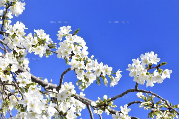 サクラ（バラ科サクラ亜科サクラ属の落葉広葉樹）の花と枝とつぼみと空