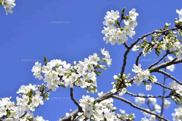 サクラ（バラ科サクラ亜科サクラ属の落葉広葉樹）の花と枝とつぼみと空