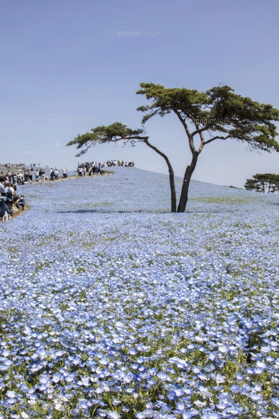 国営ひたち海浜公園「みはらしの丘」の満開のネモフィラの写真素材