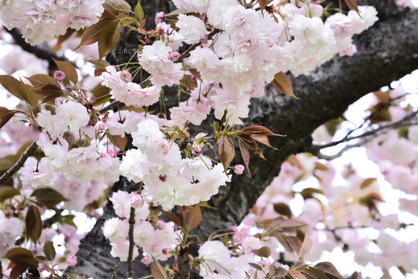 あけぼの山農業公園に咲く八重桜（バラ科サクラ亜科の落葉広葉樹）の花