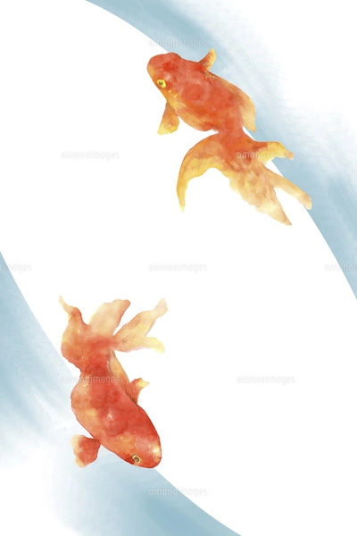 金魚の手描き水彩画のイラスト素材 [FYI04862780] | ストックフォトの
