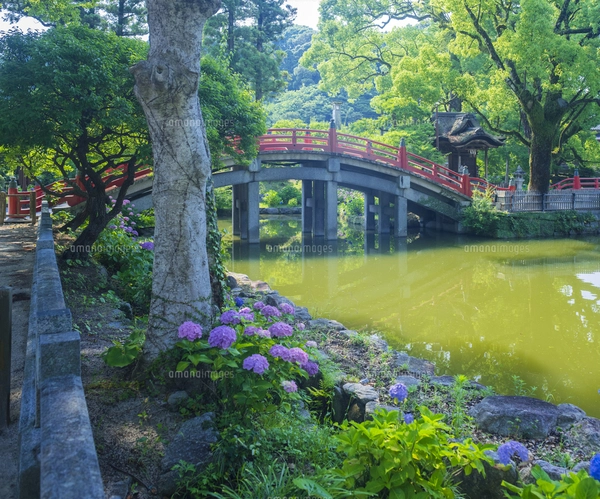 福岡県 風景 太宰府天満宮 紫陽花咲く心字池と太鼓橋の写真素材