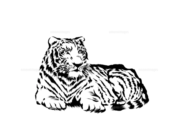 手描きの虎 水墨画風のイラスト素材 [FYI04879158] | ストック