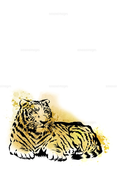水彩画の虎 はがきサイズのイラスト素材 [FYI04879148] | ストック