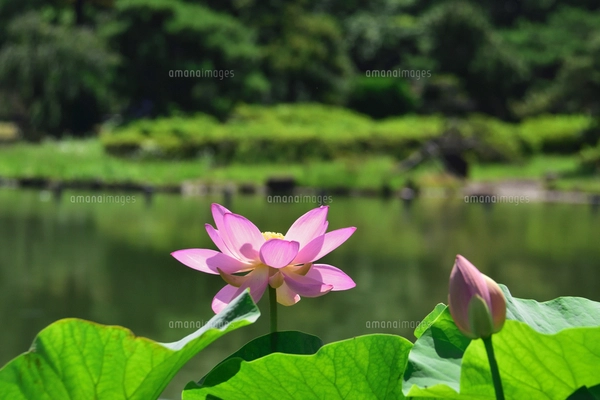 千葉公園に咲く大賀ハス（オオガハス）のピンク色の花（古代のハスの実