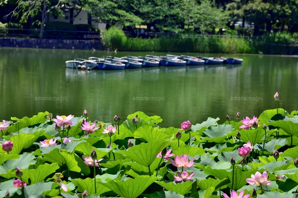 千葉公園に咲く大賀ハス（オオガハス）のピンク色の花（古代のハスの実