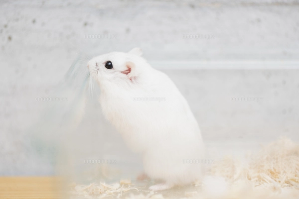 ゲージから出ようとするハムスターの写真素材 [FYI04931837