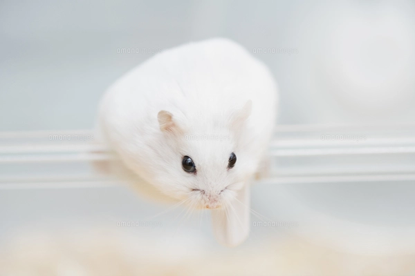 ゲージから出ようとするハムスターの写真素材 [FYI04931837
