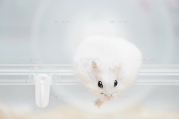 ゲージから出ようとするハムスターの写真素材 [FYI04931837