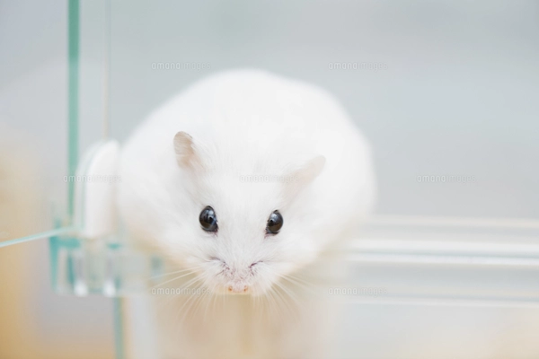 ゲージから出ようとするハムスターの写真素材 [FYI04931837
