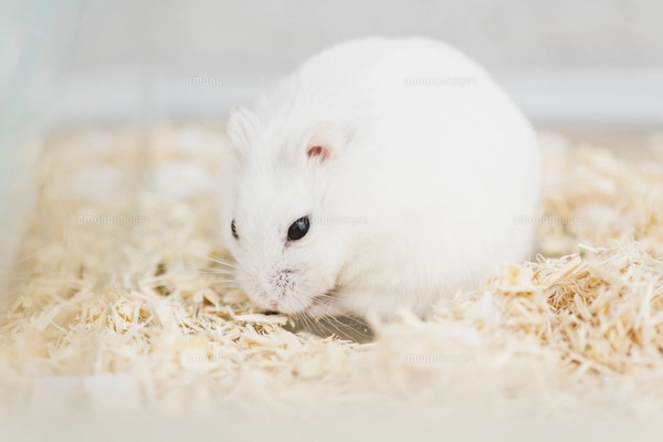 ハムスターさん専用　参考写真 巣で過ごすハムスターの写真素材 [FYI04931841] | ストックフォトの