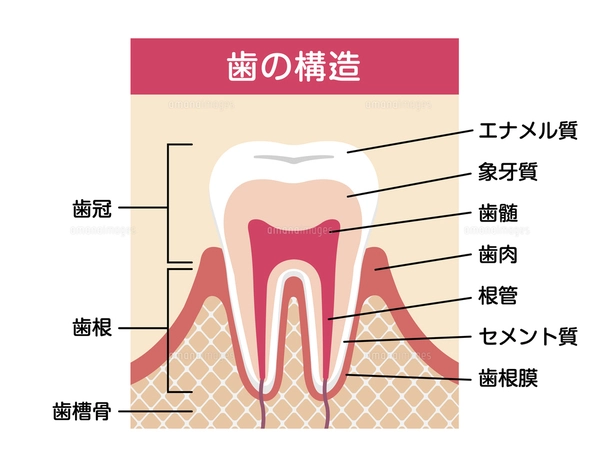 歯の構造・名称 断面図イラストのイラスト素材 [FYI04945178