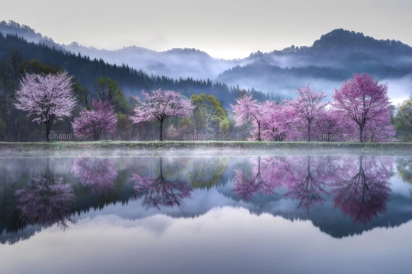 奈良公園 浮見堂と満開の桜 日本 奈良県 奈良市の写真素材