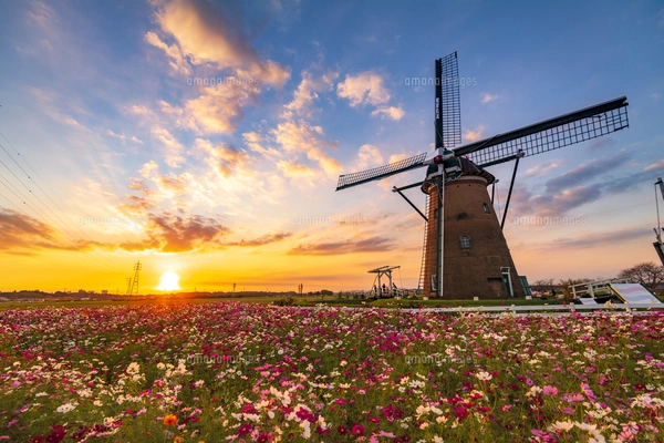 佐倉ふるさと広場 夕日に輝くコスモスお花畑と夕焼け空に風車の写真