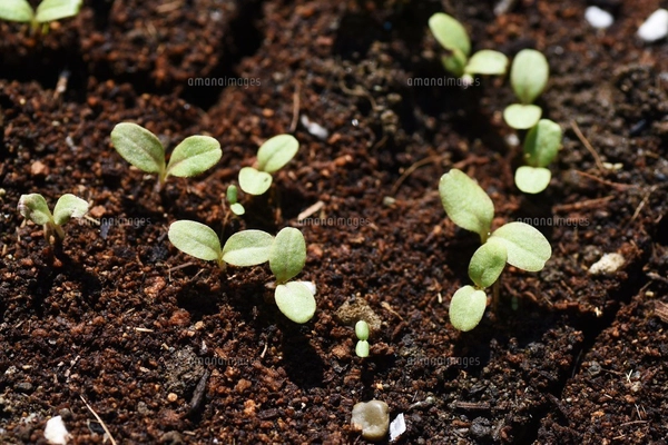 サニーレタス栽培・発芽と生育の写真素材 [FYI04973486] | ストック