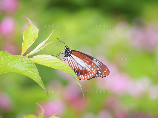 蝶（ヘレナモルフォ） ペルーの写真素材 [FYI03858399] | ストック