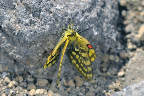 羽化直後のウスバキチョウ（北海道・大雪山）の写真素材 [FYI04995171