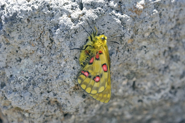 ウスバキチョウ（ロシア）ペアー ウスバキチョウ（ロシア）ペア （極