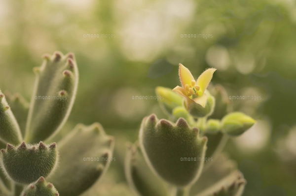 花 多肉植物 縁起の良い名前 金のなる木の写真素材 [FYI04996185
