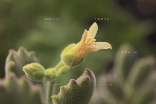 縁起の良い多肉植物「金のなる木」　　（写真R7年5月撮影） 縁起の良い多肉植物「金のなる木」 （写真R7年3月撮影） - メルカリ