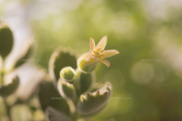 縁起の良い多肉植物「金のなる木」　　（写真R7年5月撮影） 花 多肉植物 縁起の良い名前 金のなる木の写真素材 [FYI04996161