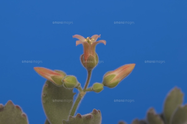 縁起の良い多肉植物「金のなる木」　　（写真R7年5月撮影） 花 多肉植物 縁起の良い名前 金のなる木の写真素材 [FYI04996161