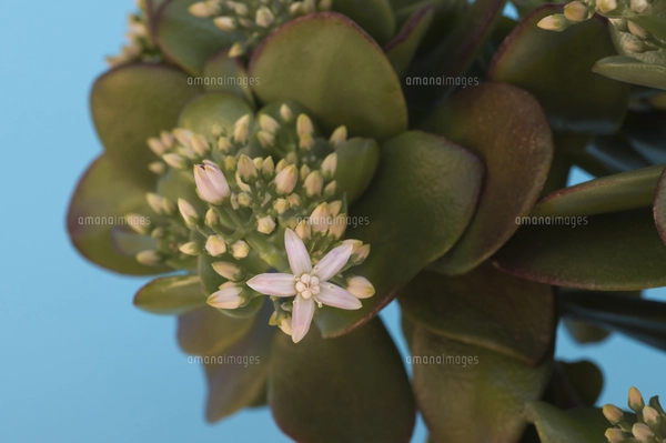 花 多肉植物 縁起の良い名前 金のなる木の写真素材 [FYI04996161