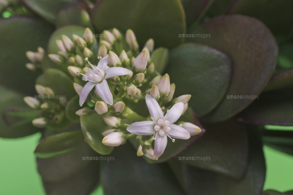 花 多肉植物 縁起の良い名前 金のなる木の写真素材 [FYI04996161