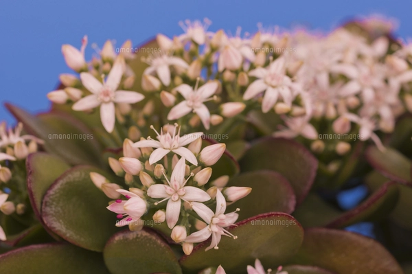 縁起の良い多肉植物「金のなる木」　　（写真R8年5月撮影 花 多肉植物 縁起の良い名前 金のなる木の写真素材 [FYI04996183