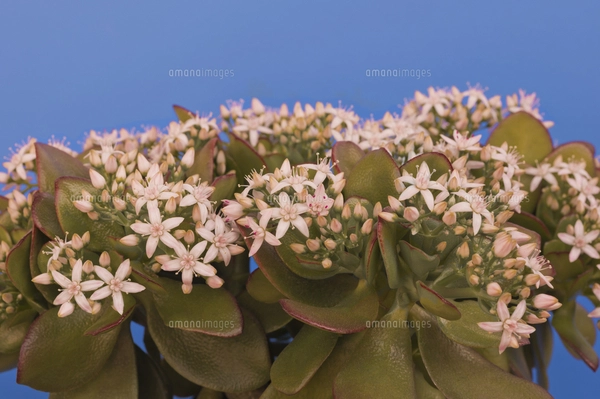 縁起の良い多肉植物「金のなる木」　　（写真R7年5月撮影） Amazon | 金のなるHappyの木【金のなる木 7号鉢 1個】jade plant