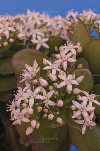縁起の良い多肉植物「金のなる木」　　（写真R7年5月撮影） 花 多肉植物 縁起の良い名前 金のなる木の写真素材 [FYI04996143