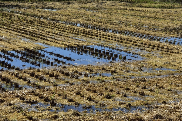 刈り取られた田んぼが横縞模様に見える光景の写真素材 [FYI05005383