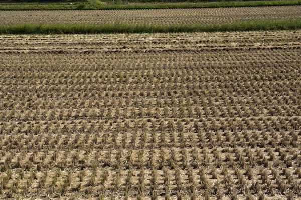 田んぼページ 刈り取られた田んぼが横縞模様に見える光景の写真素材 [FYI05005383