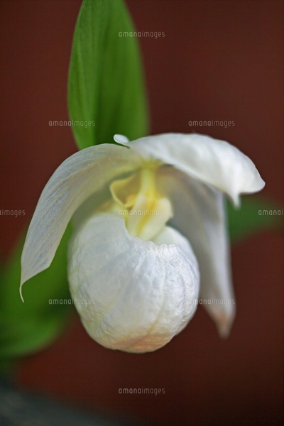 7月上旬 レブンアツモリソウの写真素材 [FYI05008678] | ストック