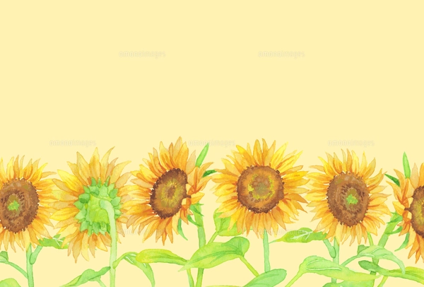 手描き水彩画 ひまわりフレーム 横のイラスト素材 [FYI05033694