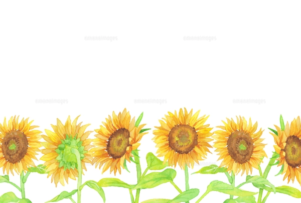 手描き水彩画 ひまわりフレーム 横のイラスト素材 [FYI05033692