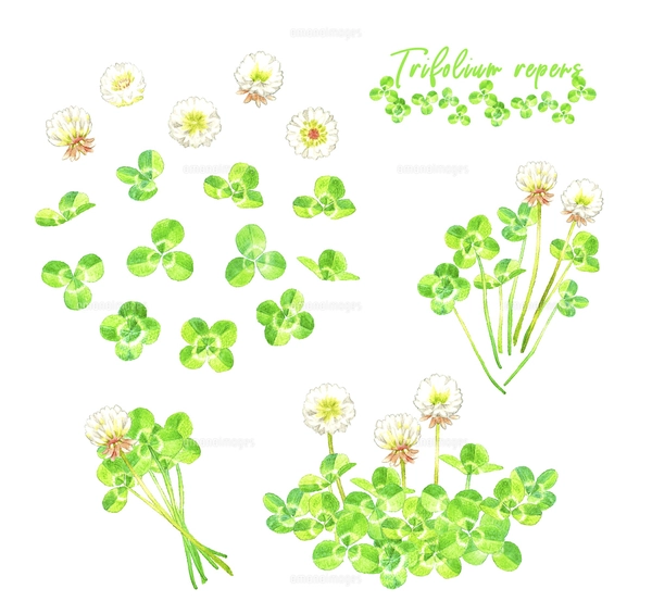 手描きイラスト シロツメクサ 女の子 水彩画
