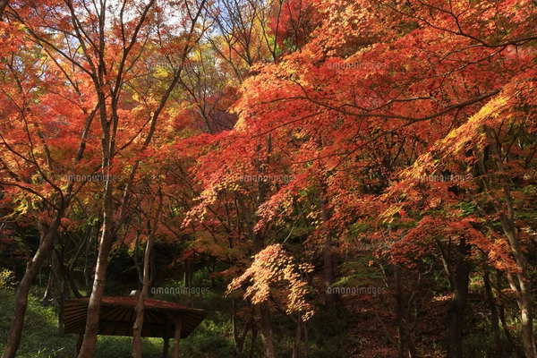 摂津峡公園の紅葉 大阪府 高槻市の写真素材 [FYI05063960] | ストック
