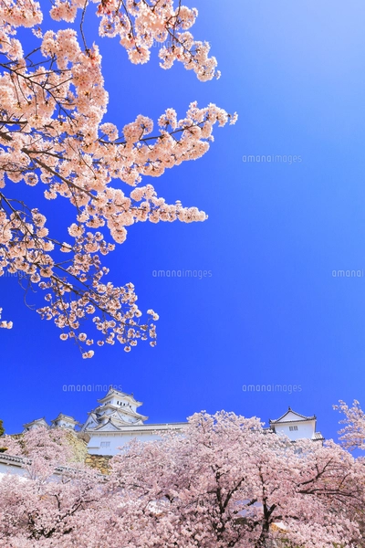 ベトナム 米絵 城 ライスピクチャー 日本画 風景画 姫路城  桜 ベトナム 米絵 城 ライスピクチャー 日本画 風景画 姫路城 桜