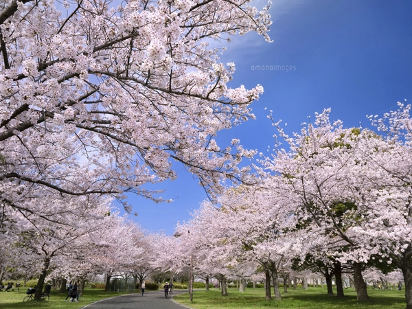手描きイラスト✣創作水彩原画『朧桜』 朧月と桜＊ 原画 送料無料 インテリア イラスト がちゃ 通販