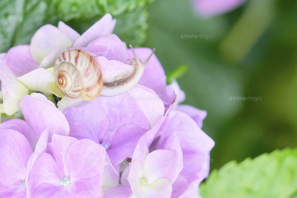雨に濡れたピンク色の紫陽花の花と一匹のカタツムリの写真素材