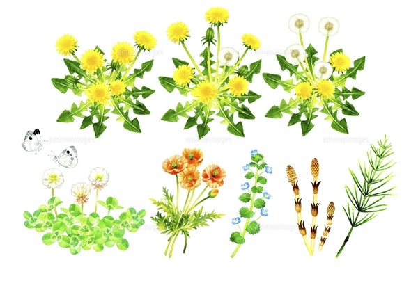 植物画たんぽぽ＊シロツメクサ＊アカツメクサ 植物画たんぽぽ＊シロツメクサ＊アカツメクサ