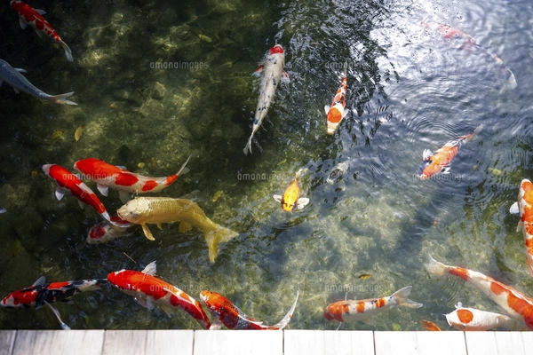 栗林公園の南湖に集う美しい錦鯉の群れ（香川県高松市）の写真素材
