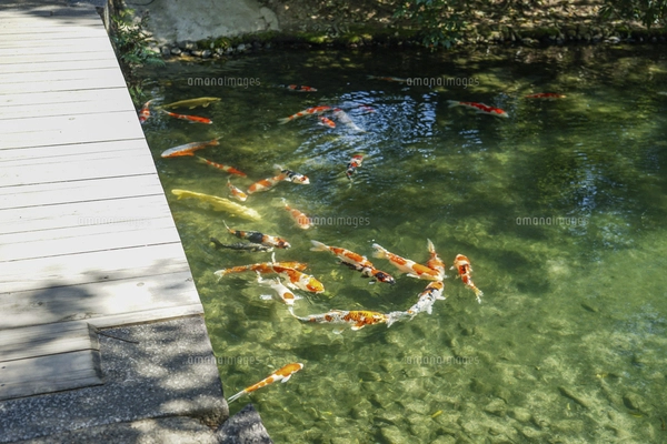 栗林公園の南湖に集う美しい錦鯉の群れ（香川県高松市）の写真素材