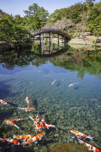 伝統工芸品　さぬき　竹一刀　秋峯彫　コイ　鯉　栗林公園 栗林公園の揚橋に集う大きな錦鯉の群れ（香川県高松市）の写真素材