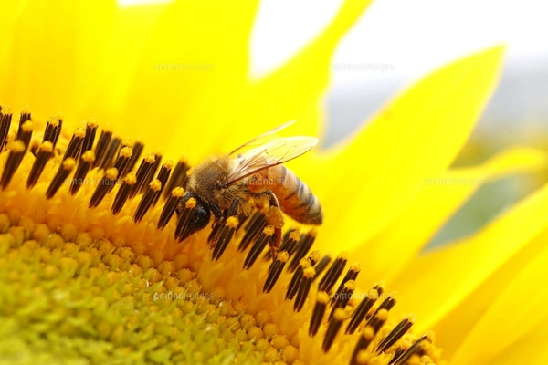 ひまわりと蜂の写真素材 [FYI02984184] | ストックフォトの Qlean