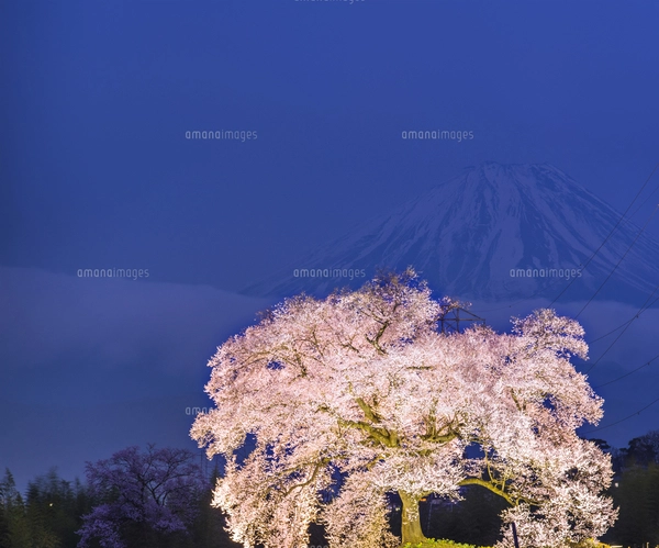 古い写真　　葬儀風景　サクラビール看板入　　（山形県内）　　戦前　風俗資料 7ZKURHLVQZPDFKFS3WESXLZF2M.jpg