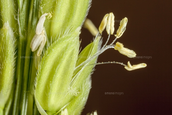 イネの花の雄しべと花粉が着いた雌しべの写真素材 [FYI05104467] | ストックフォトの Qlean Market（キュリンマーケット）